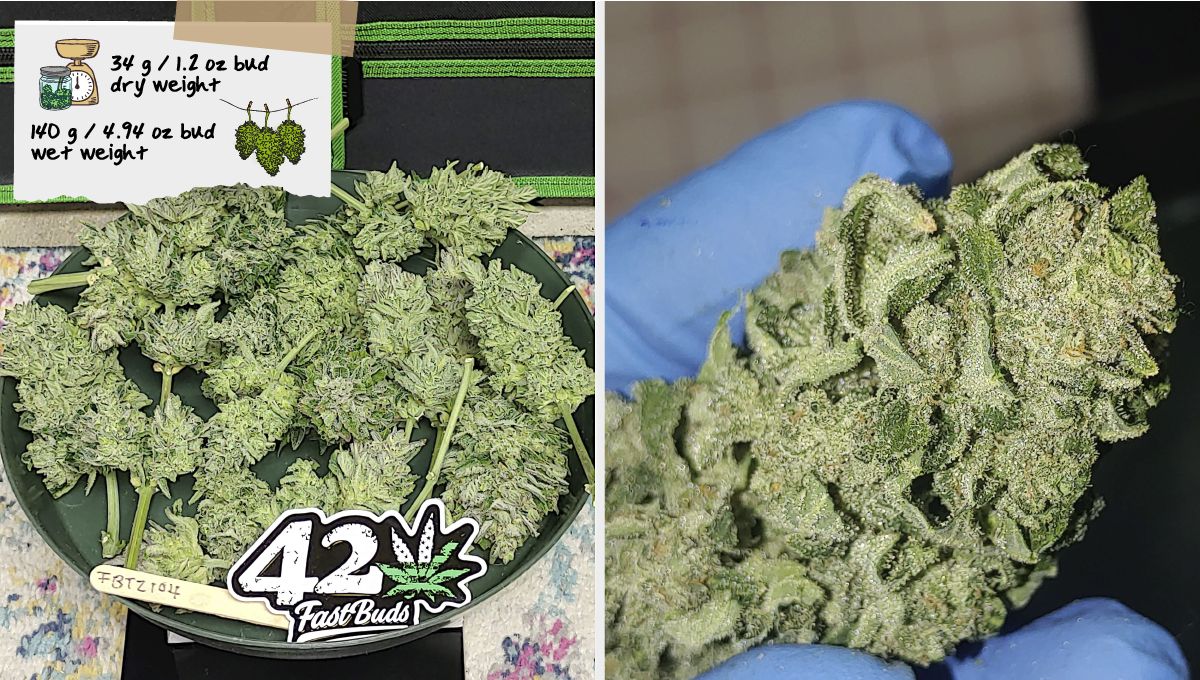 Forbidden Runtz Auto Cannabis Strain Week-by-Week Guide: A bunch of dried cannabis branches with buds and a closeup of a very resinous bud Forbidden Runtz Auto Cannabis Strain Week-by-Week Guide: A bunch of dried cannabis branches with buds and a closeup of a very resinous bud