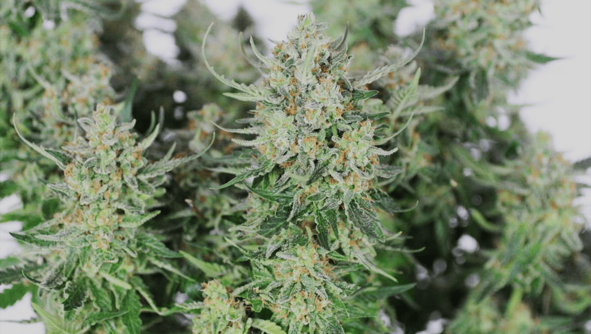 Top 5 Highest THC Autoflowering Strains | Fast Buds