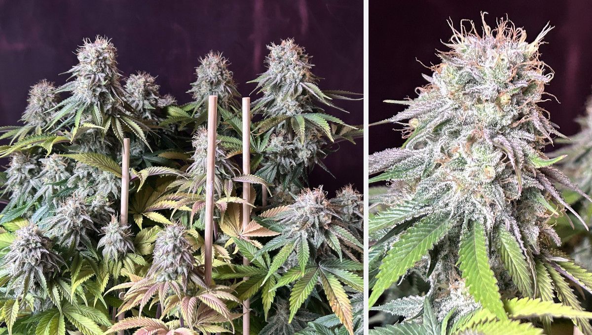 Orange Sherbet FF cannabis strain: ripening and harvest | weeks 12 | extremely resinous colas with frost covering every leaf Orange Sherbet FF cannabis strain: ripening and harvest | weeks 12 | extremely resinous colas with frost covering every leaf