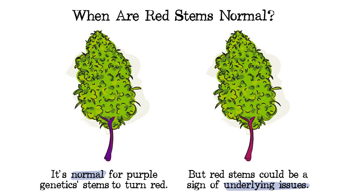 Red and purple cannabis stems: Genetics Red and purple cannabis stems: Genetics