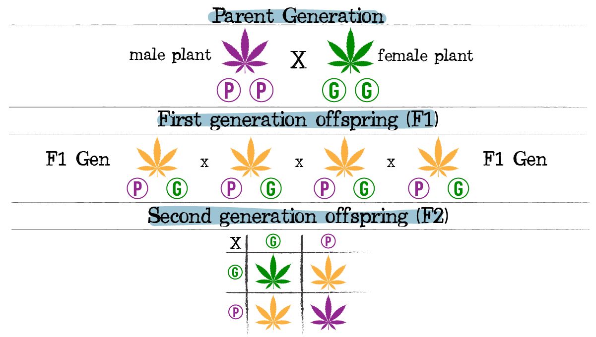Cannabis breeding: incomplete dominance