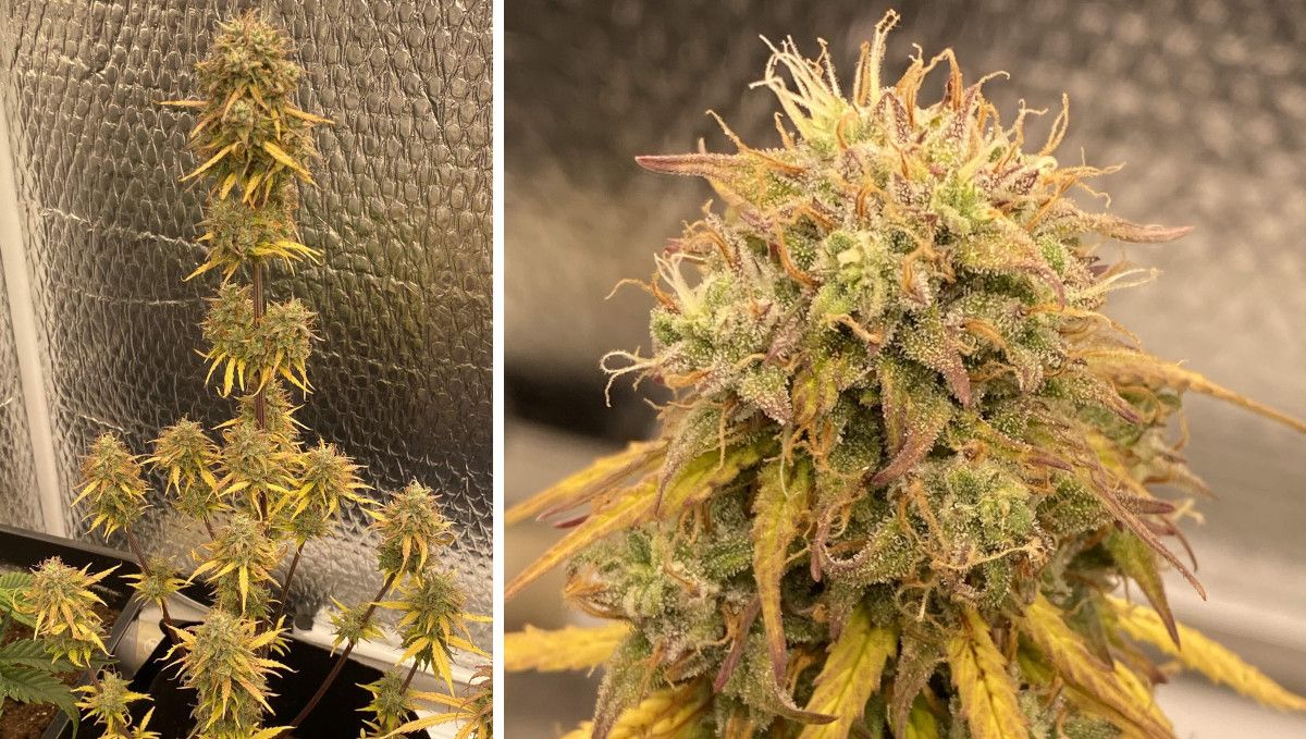 Critical Kush Auto cannabis strain: ripening and harvest | weeks 10 | a very mature-looking indoor autoflower and a closeup of its central cola