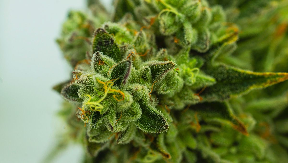 Smoothie by JohhnyBlaz3 Smoothie by JohhnyBlaz3