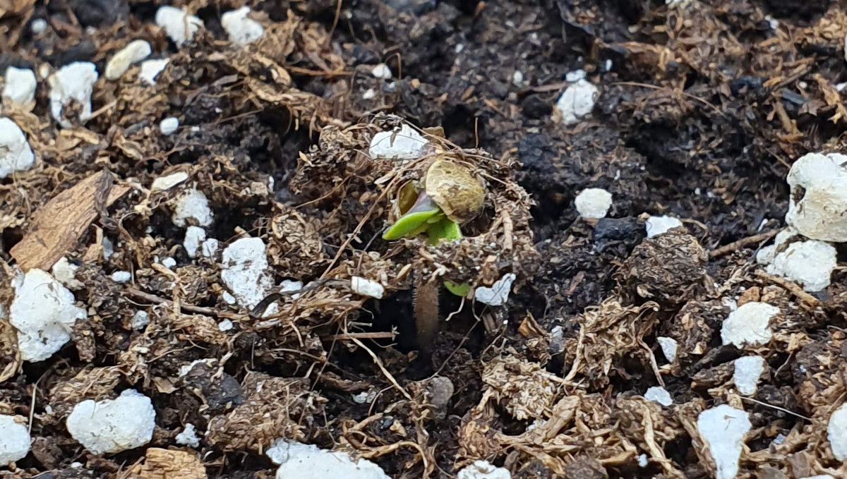 Tropicana Cookies FF cannabis strain: germination and seedling stage | week 1 | a sprout emerging from the soil