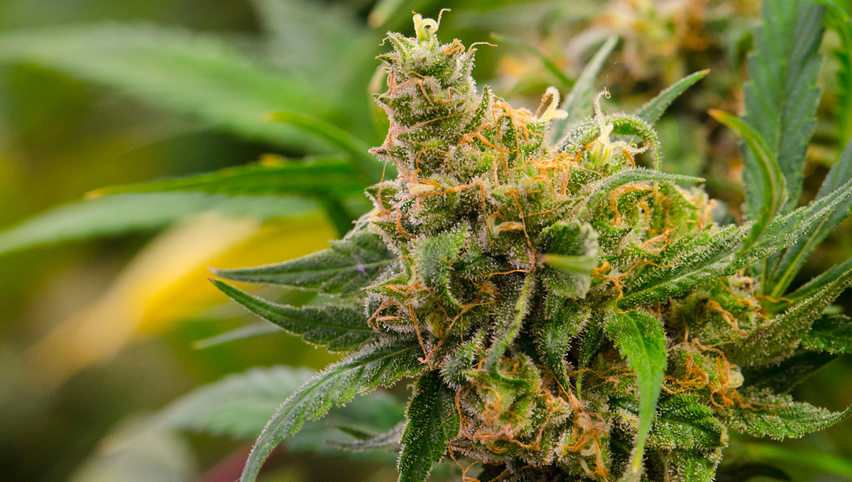 Types of Сannabis - The Different Kinds Of Weed: A closeup of a mature marijuana bud probably grown outdoors