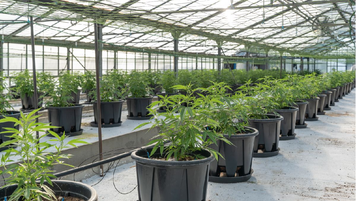 Features of growing cannabis in Thailand: Greenhouses Features of growing cannabis in Thailand: Greenhouses