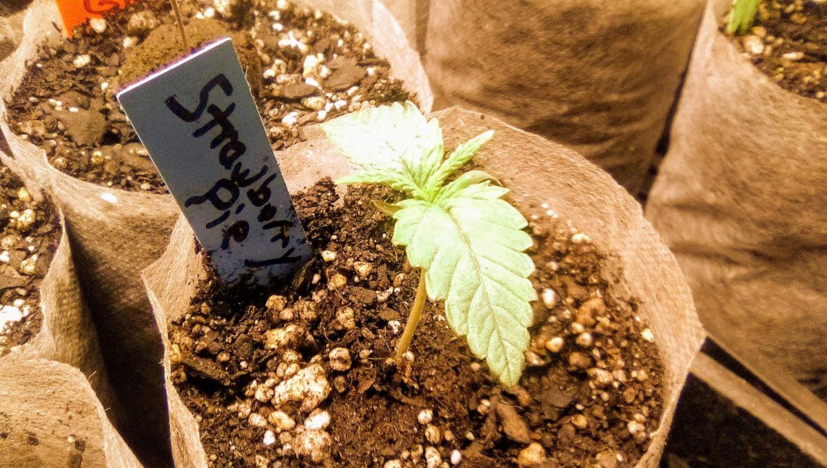 Strawberry Pie Auto Cannabis Strain Week-by-Week Guide: 1-week old seedling in starter growbag Strawberry Pie Auto Cannabis Strain Week-by-Week Guide: 1-week old seedling in starter growbag