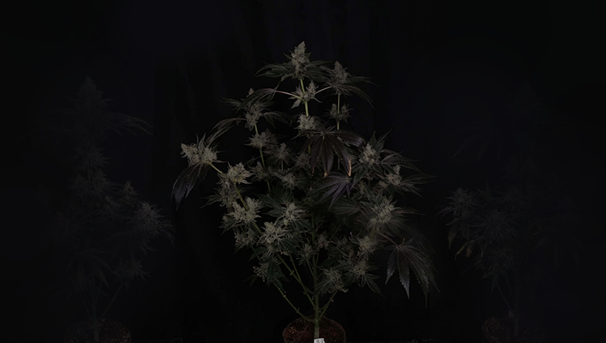 Group of GG#4 clones ready for selection in a growing environment.