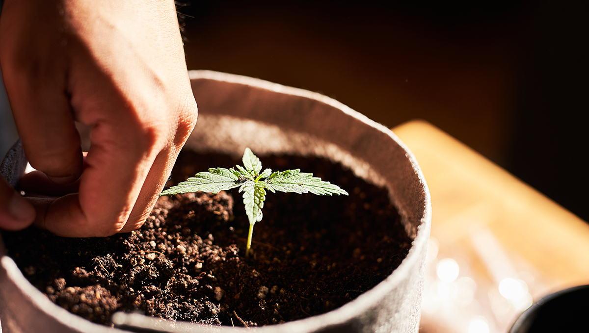 Weed in russia: growing Weed in russia: growing