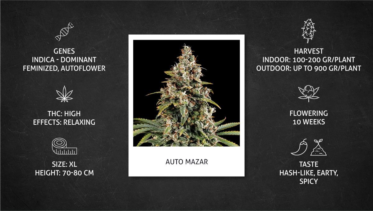 Auto Mazar cannabis strain: specs sheet