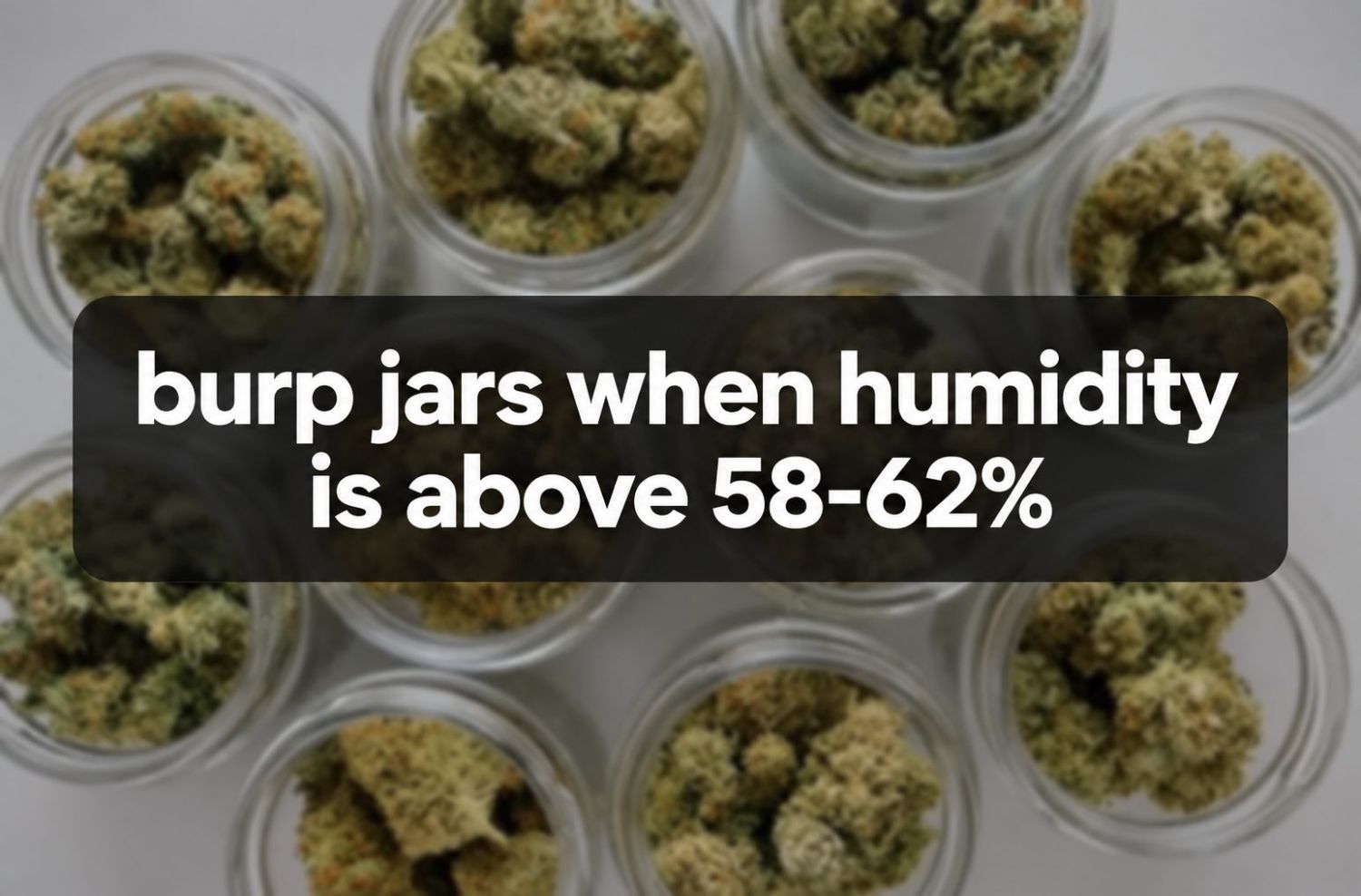 Jouw Gids Voor Cannabis Bloei: cannabis curen