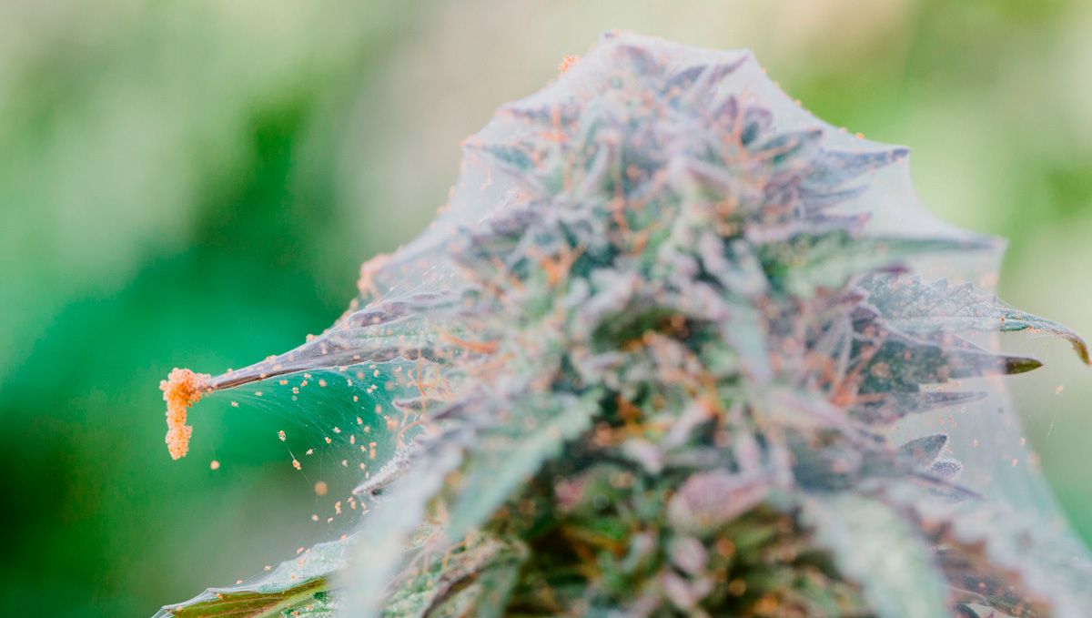 How to get rid of spider mites: how to kill spider mites