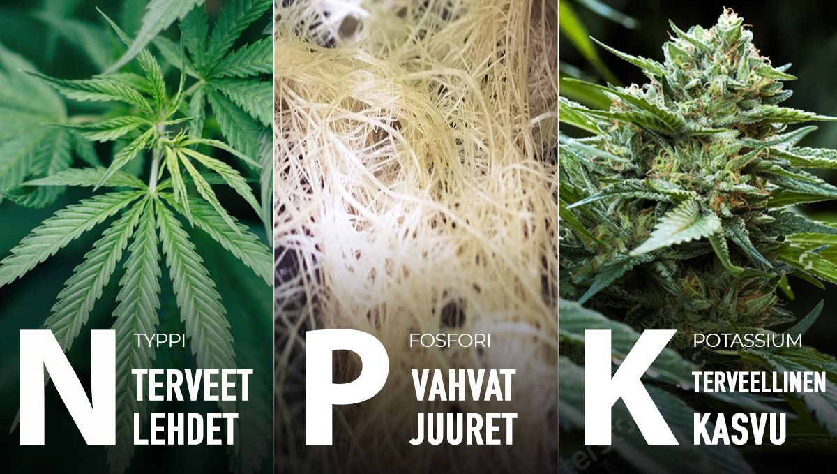 Paras ruokinta-aikataulu itsekukkiville: makroravinteet kasvuvaiheessa