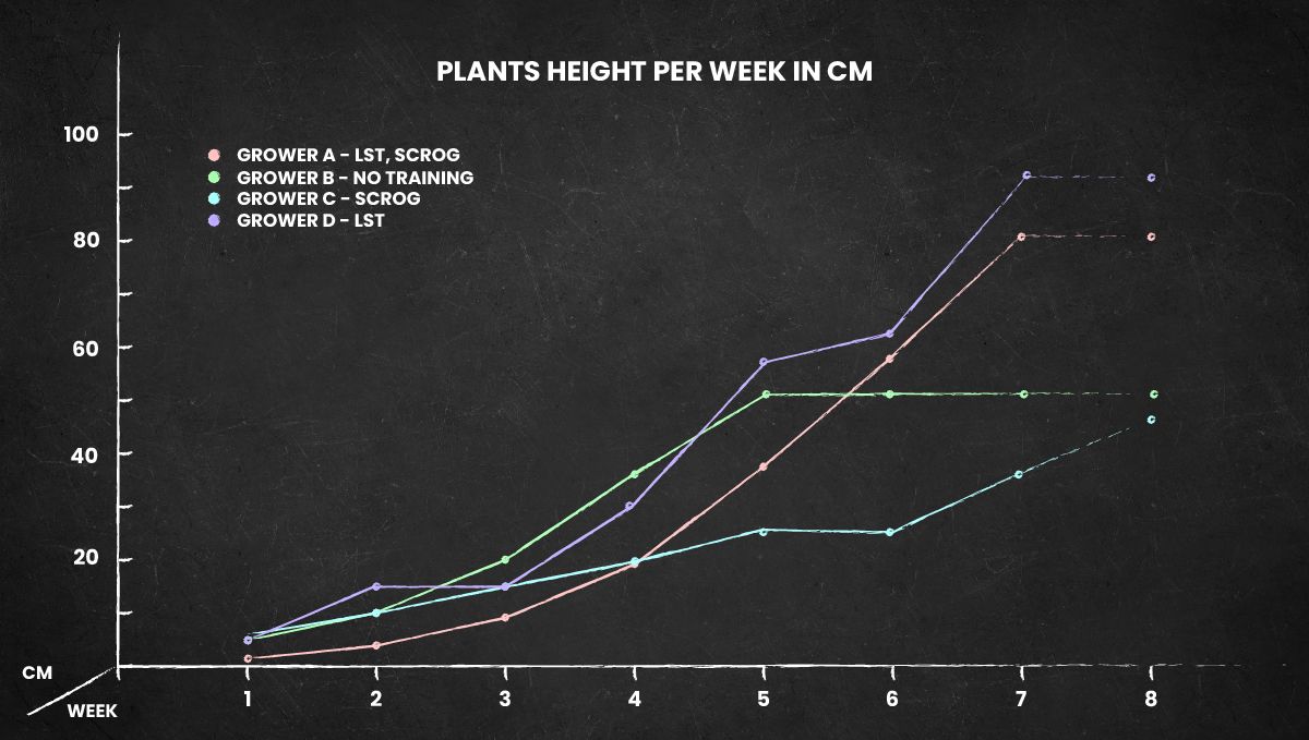 Blackberry Auto cannabis strain: height chart for the whole life cycle