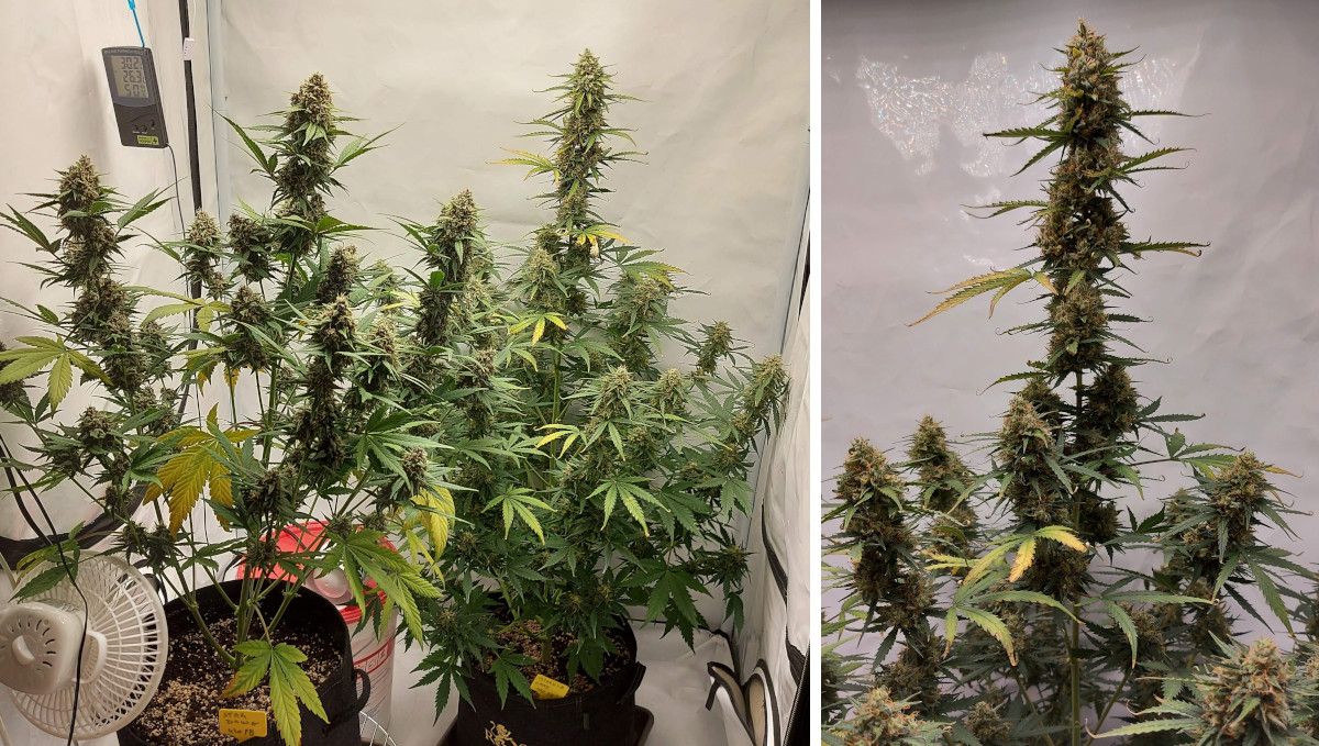 Mimosa Cake Auto cannabis strain: ripening and harvest | weeks 10-11 | two mature autoflowers in an indoor grow tent Mimosa Cake Auto cannabis strain: ripening and harvest | weeks 10-11 | two mature autoflowers in an indoor grow tent