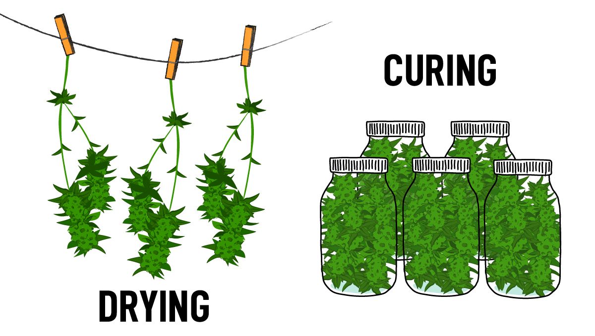 How to grow weed at home: curing and drying