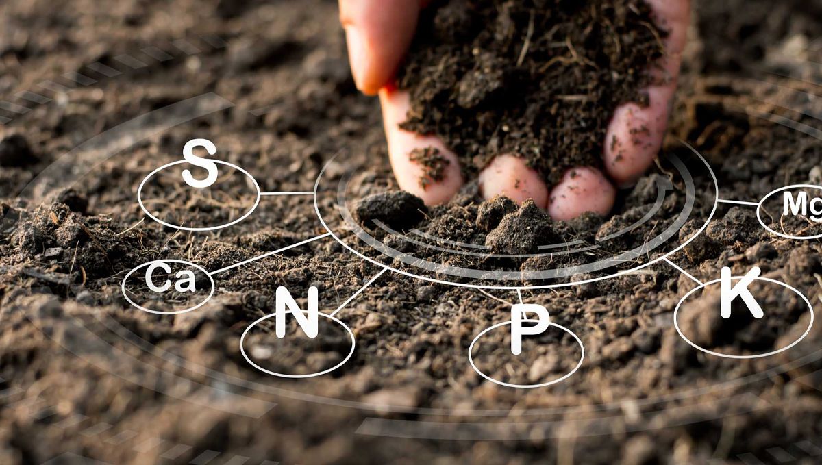 A comprehensive guide to cannabis plant nutrient deficiencies and solutions: Introduction to cannabis plant nutrition