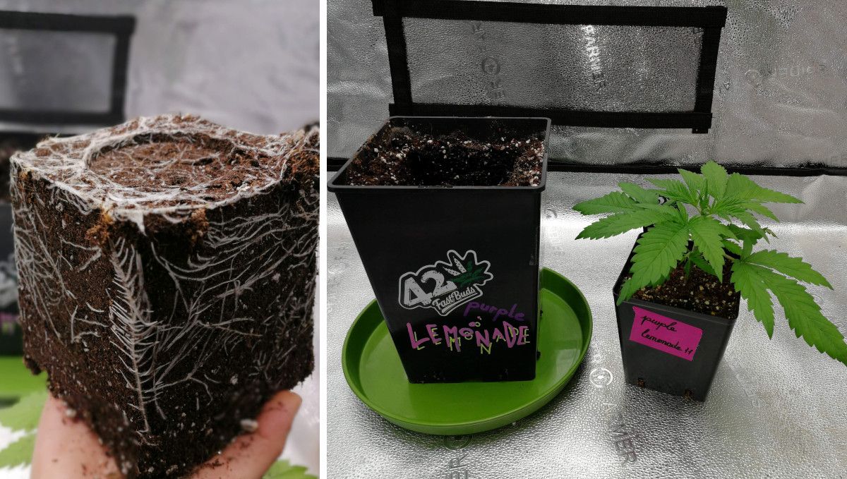 Purple Lemonade FF cannabis strain: mid veg | weeks 3-6 | the process of re-potting Purple Lemonade FF cannabis strain: mid veg | weeks 3-6 | the process of re-potting