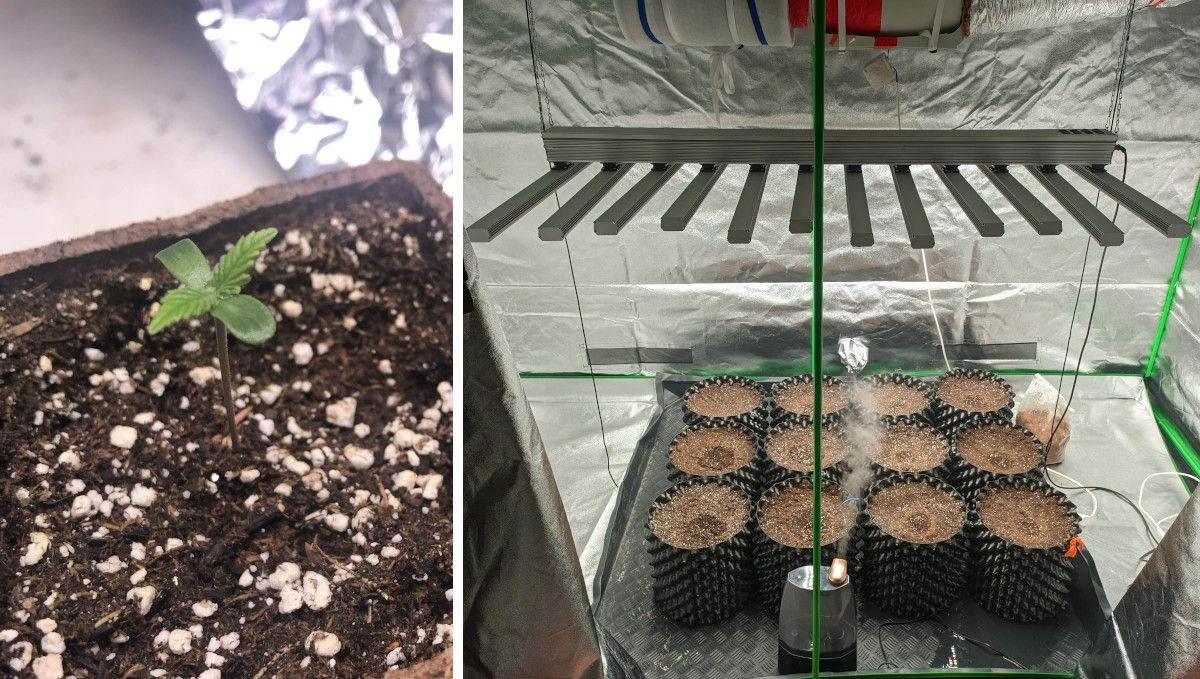 Gorilla Cookies FF cannabis strain: germination and seedling stage | a seedling in a jiffy pot and a spacious tent with 12 airpots and a humidifier Gorilla Cookies FF cannabis strain: germination and seedling stage | a seedling in a jiffy pot and a spacious tent with 12 airpots and a humidifier