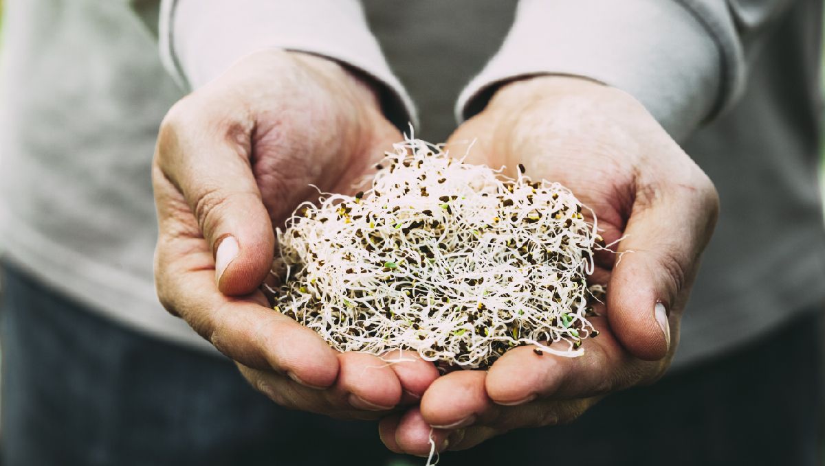 Organic teas for cannabis: sst