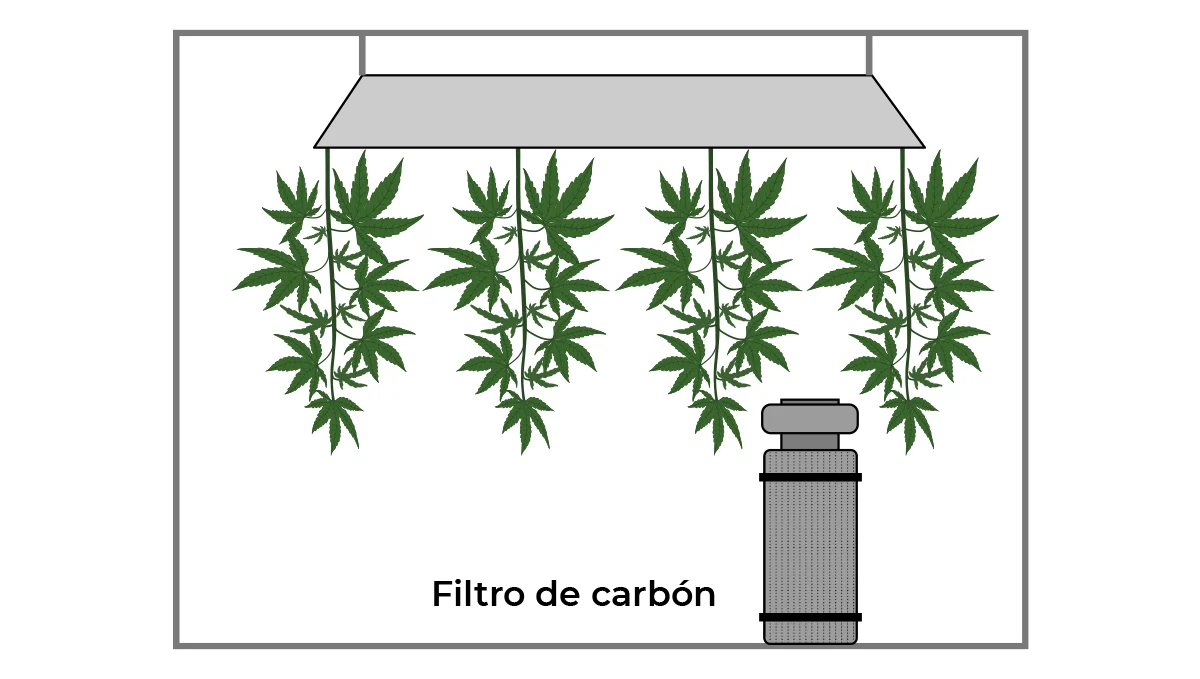 Cómo secar el cannabis: filtro de carbón