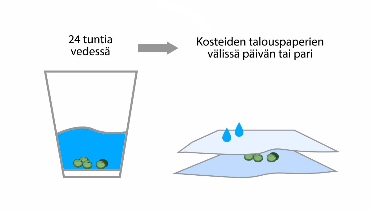 9 virhettä joita välttää: idättäminen 9 virhettä joita välttää: idättäminen