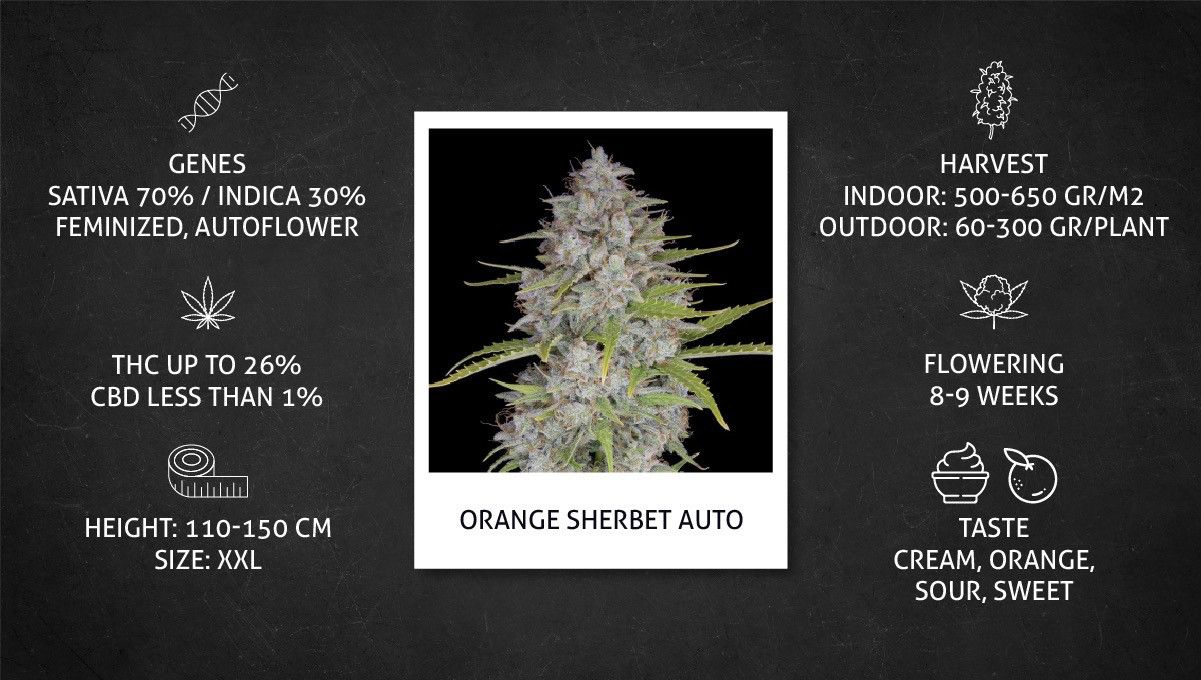 Orange Sherbet Auto Cannabis Strain Week-by-Week Guide: Specs sheet Orange Sherbet Auto Cannabis Strain Week-by-Week Guide: Specs sheet