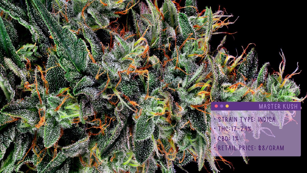 Best Weed Strains for Anxiety: Master Kush