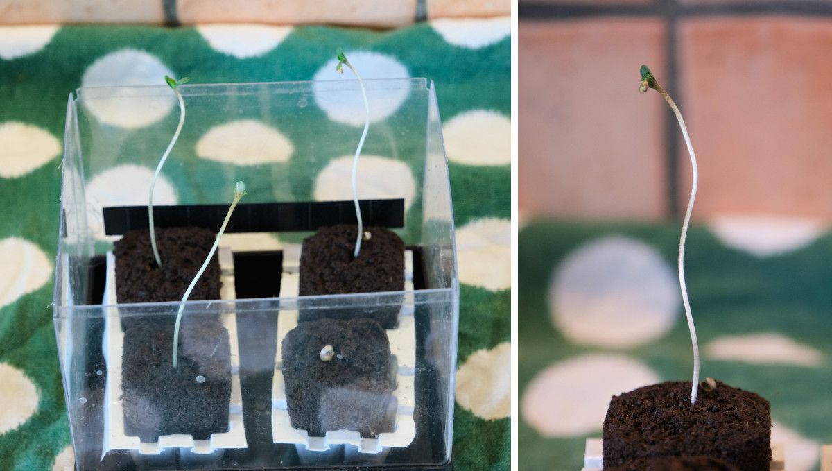 Orange Sherbet FF cannabis strain: germination and seedling stage | week 1 | extremely stretchy sprouts in jiffy plugs Orange Sherbet FF cannabis strain: germination and seedling stage | week 1 | extremely stretchy sprouts in jiffy plugs