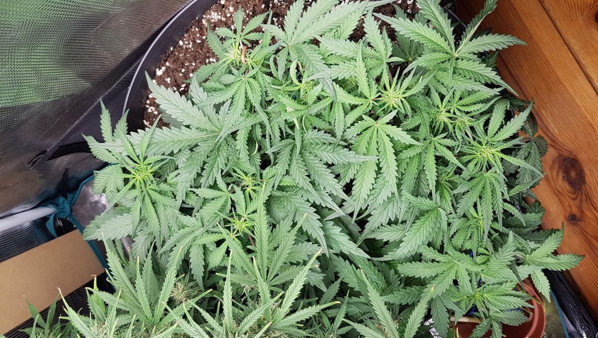 Bubba Kush Auto cannabis strain: transition (pre-flower) | week 6 Bubba Kush Auto cannabis strain: transition (pre-flower) | week 6