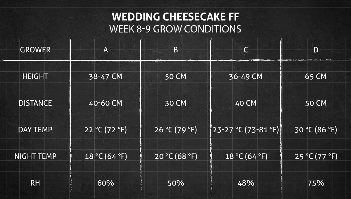 Wedding Cheesecake FF cannabis strain: weeks 8-9 grow conditions Wedding Cheesecake FF cannabis strain: weeks 8-9 grow conditions