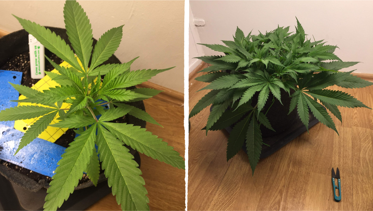 Cookies kush cannabis strain week-by-week guide: mid veg | weeks 3-4 Cookies kush cannabis strain week-by-week guide: mid veg | weeks 3-4