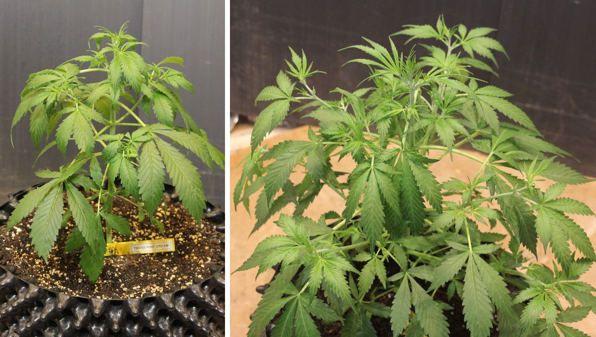 Tangerine Dream Auto cannabis strain: mid veg | weeks 3-4 | a bushy weed plant with slightly clawing leaves