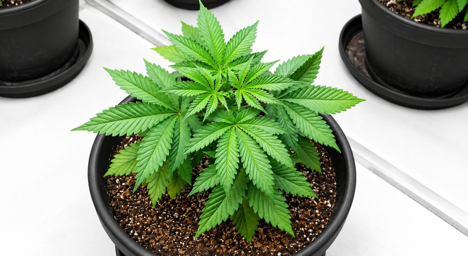 The Vegetative stage: Week 1-5 The Vegetative stage: Week 1-5