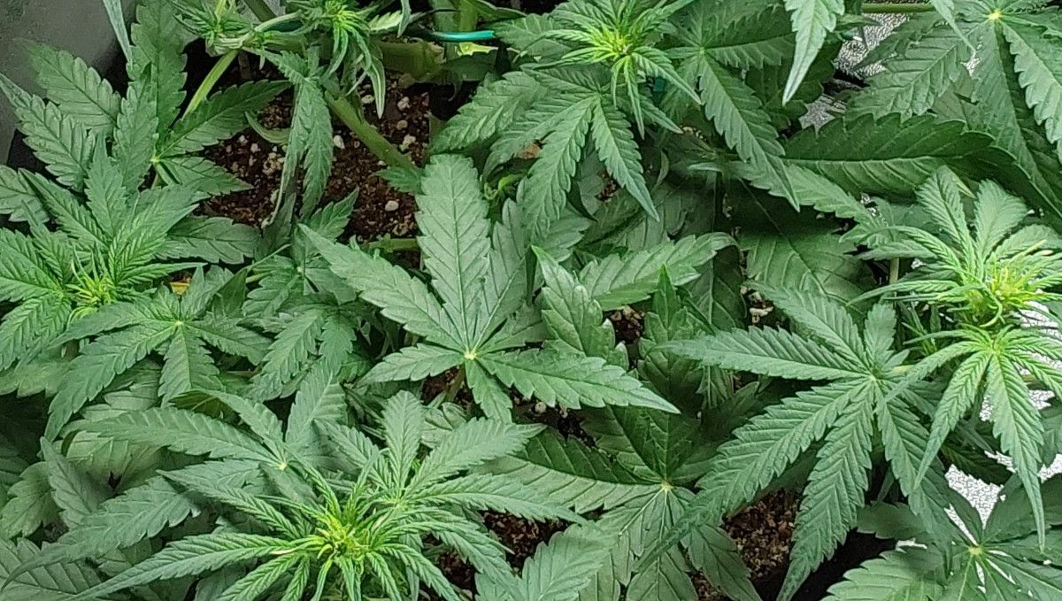 Blue Dream Auto cannabis strain: transition (pre-flower) | week 5 Blue Dream Auto cannabis strain: transition (pre-flower) | week 5Blue Dream Auto cannabis strain: transition (pre-flower) | week 5