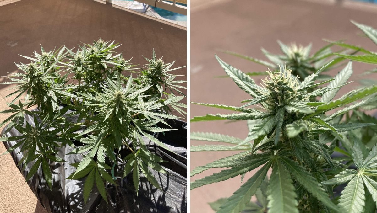 Orange Sherbet FF cannabis strain: early flower | weeks 8-9 | a small stocky plant in a terrace grow Orange Sherbet FF cannabis strain: early flower | weeks 8-9 | a small stocky plant in a terrace grow