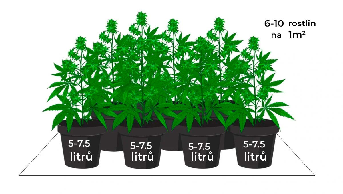 Kolik dávají samonakvétací rostliny: zelené moře Kolik dávají samonakvétací rostliny: zelené moře