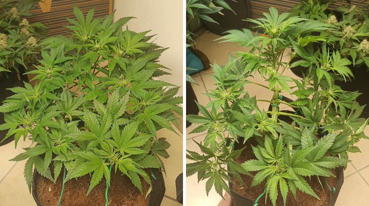 Afghan Kush Auto Cannabis Strain Week-by-Week Guide: A compact bushy weed plant with first flowers on tops before and after heavy defoliation Afghan Kush Auto Cannabis Strain Week-by-Week Guide: A compact bushy weed plant with first flowers on tops before and after heavy defoliation