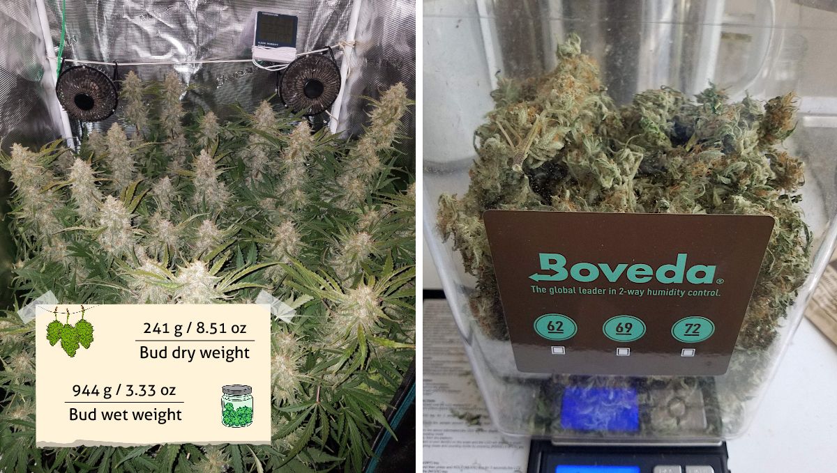 Pineapple Express Auto cannabis strain outcome: a bunch of dry branches and buds curing in a Boveda container Pineapple Express Auto cannabis strain outcome: a bunch of dry branches and buds curing in a Boveda container