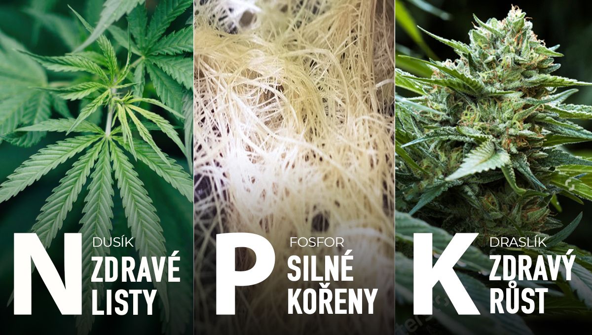 Jak vykrmit své pupeny: NPK Jak vykrmit své pupeny: NPK