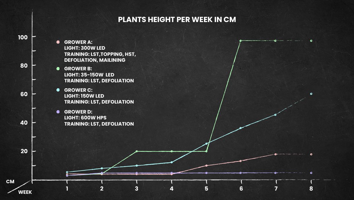 Forbidden Runtz Auto Cannabis Strain Week-by-Week Guide: Height progress, weeks 1-9 Forbidden Runtz Auto Cannabis Strain Week-by-Week Guide: Height progress, weeks 1-9