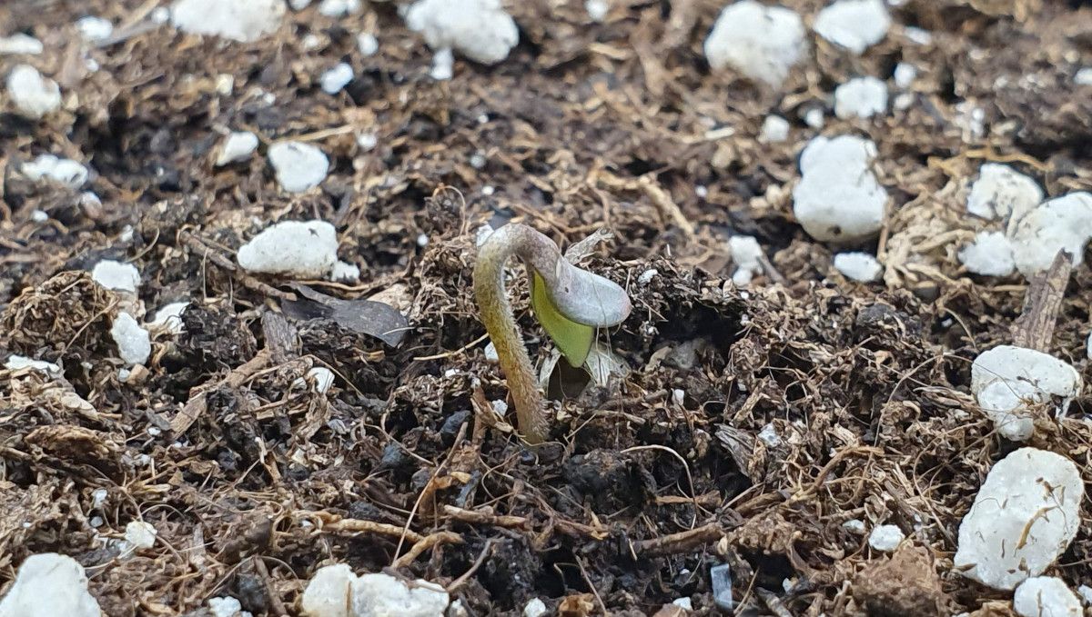 Gorilla Cookies FF cannabis strain: germination and seedling stage | a sprout that has just come up and hasn't straightened itself yet Gorilla Cookies FF cannabis strain: germination and seedling stage | a sprout that has just come up and hasn't straightened itself yet