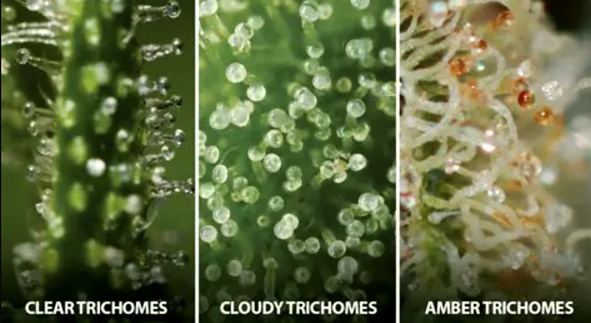 How to Harvest Cannabis Plants: States of Cannabis Trichomes How to Harvest Cannabis Plants: States of Cannabis Trichomes