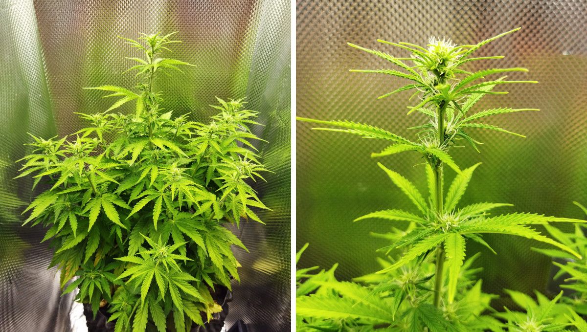 Auto Mazar cannabis strain: early flower | weeks 6-7 | a medium-sized but very bushy autoflower with a towering central cola and the closeup of this cola