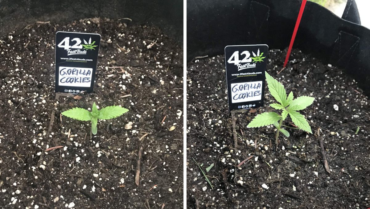 Gorilla Cookies FF cannabis strain: early veg | a seedling's progress through the 2nd week Gorilla Cookies FF cannabis strain: early veg | a seedling's progress through the 2nd week