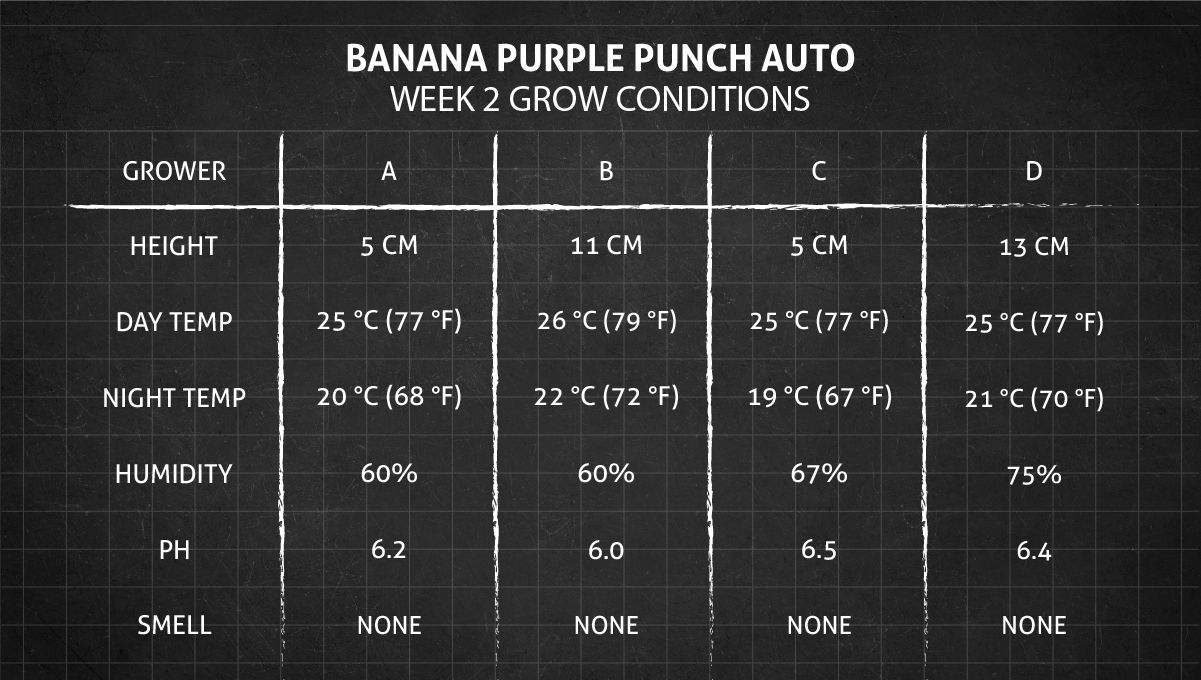 Banana Purple Punch Auto Cannabissorte: Woche 2 Wachstumsbedingungen Banana Purple Punch Auto Cannabissorte: Woche 2 Wachstumsbedingungen