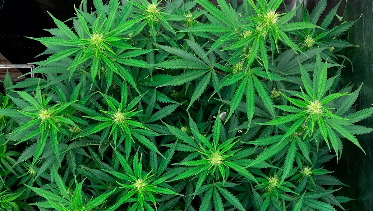 Blueberry auto week-by-week guide: flowering stage week 1 Blueberry auto week-by-week guide: flowering stage week 1