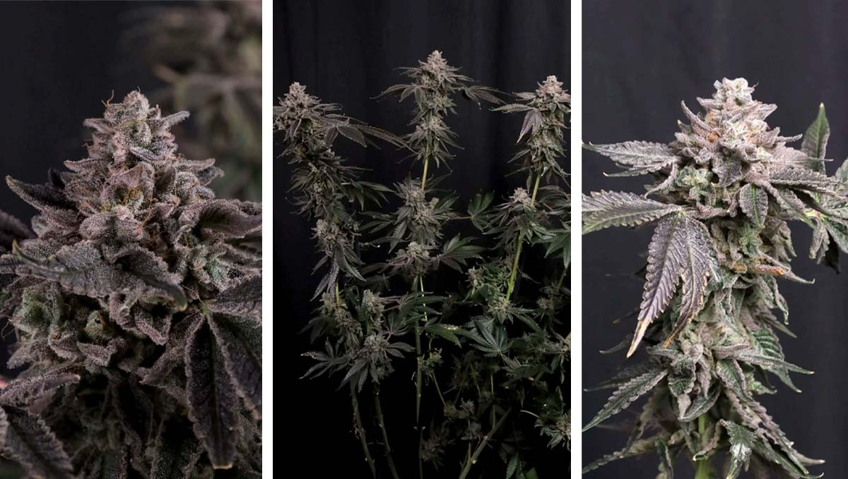 Freshly harvested Z42&trade; cannabis strain showcasing dense, frosty flowers and vibrant green foliage.