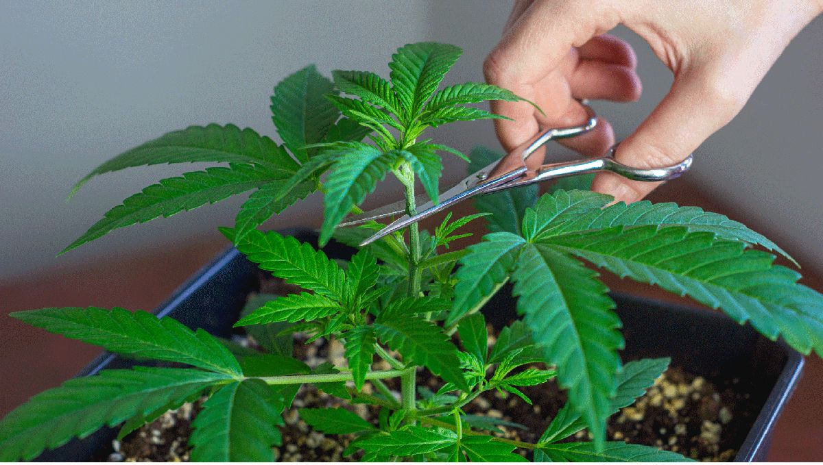 How tall do autoflowers get?: topping How tall do autoflowers get?: topping