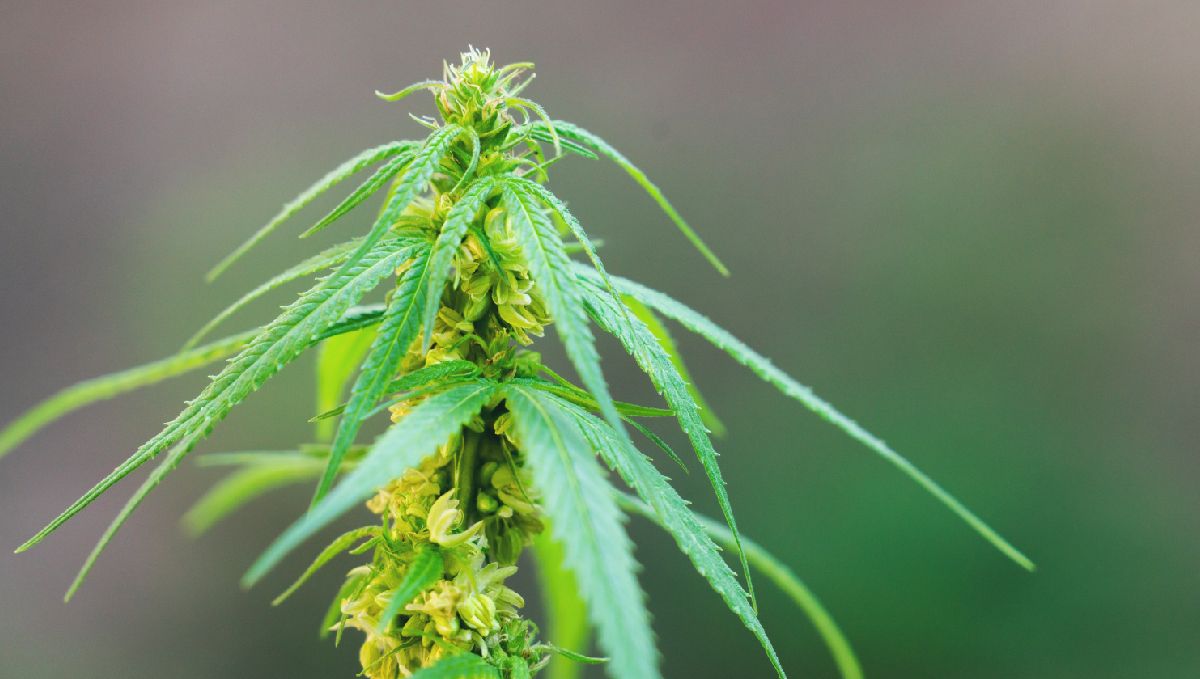 What causes bananas: hermaphroditic genetics What causes bananas: hermaphroditic genetics